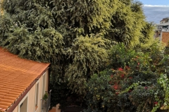 L'alzina vista des de la casa del davant del carrer Manrique de Lara.