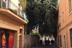 L'alzina vista des de la banda nord del carrer Manrique de Lara.