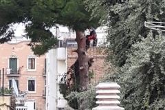 Tala dels arbres el dia 8 de novembre, que va donar el toc d'alarma.